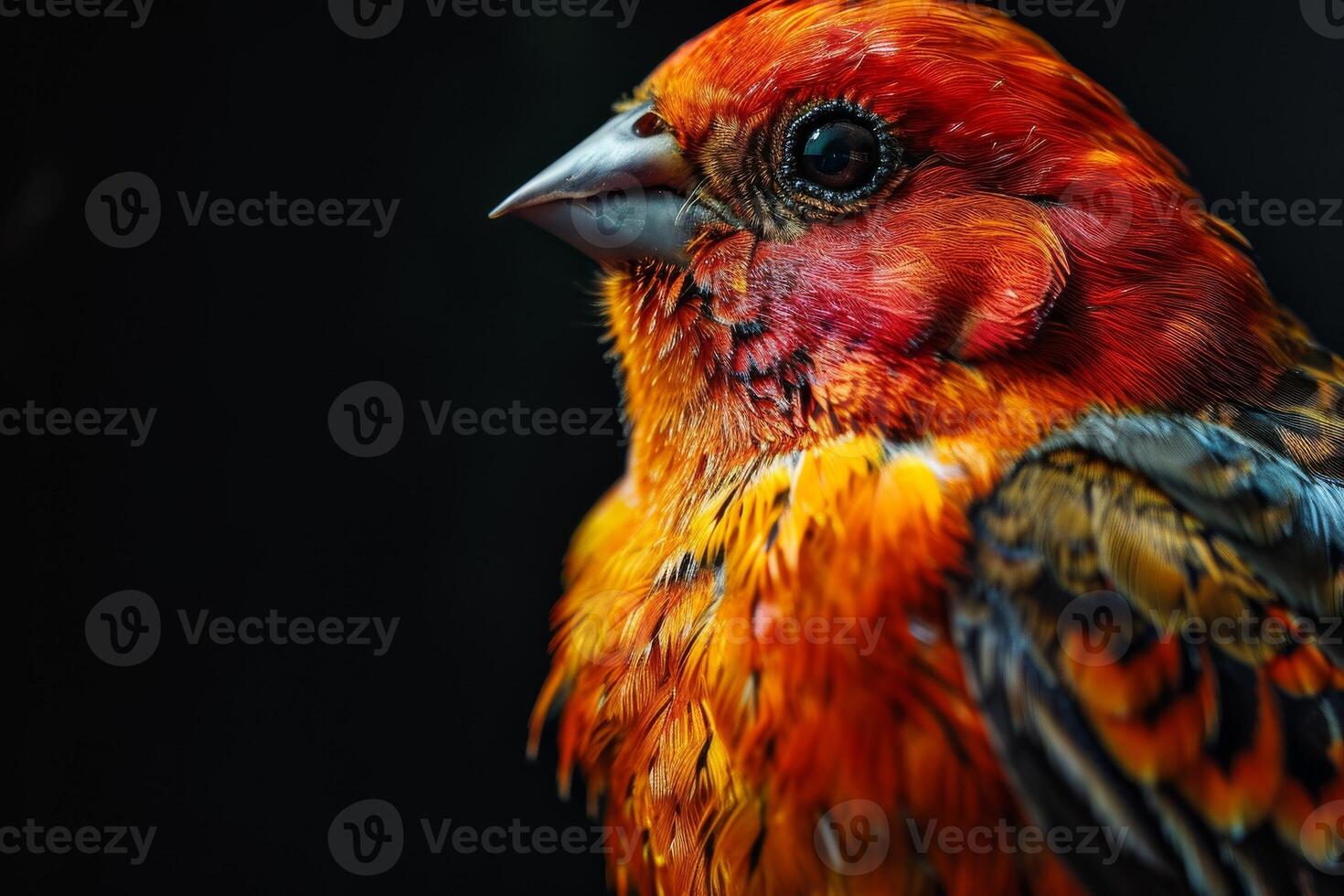 Finch bird in studio isolated on black background photo