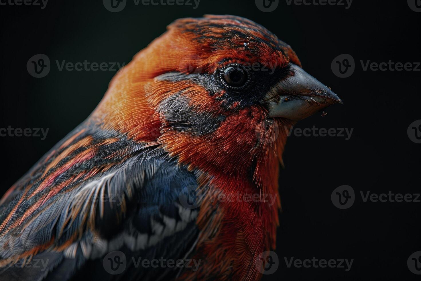 Finch bird in studio isolated on black background photo