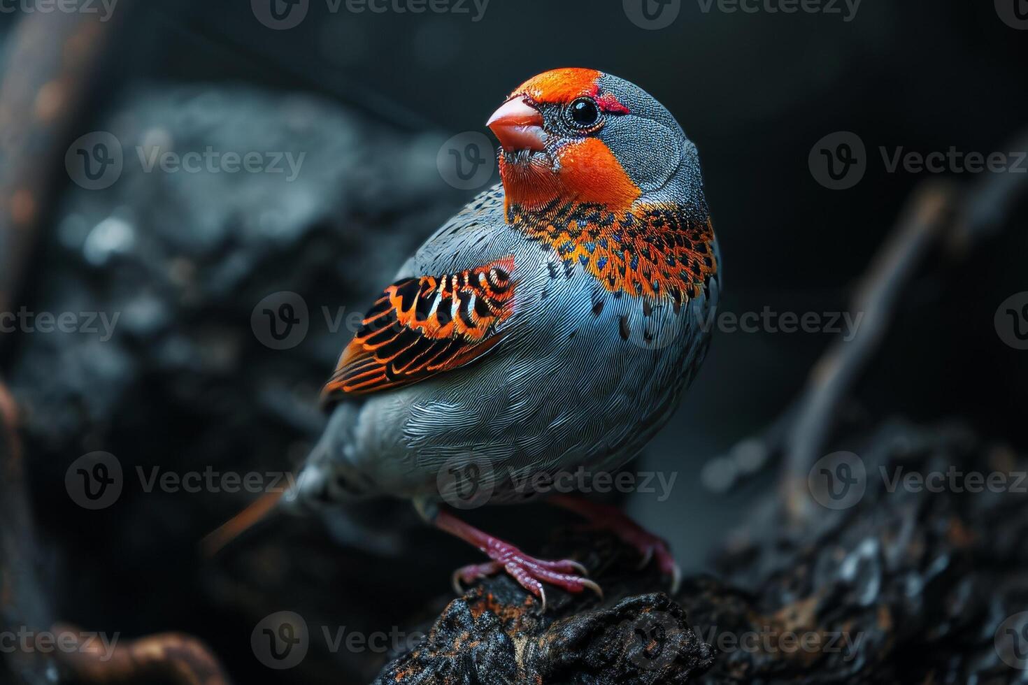 Zebra Finch bird standing on the rooted in the natural habitat photo