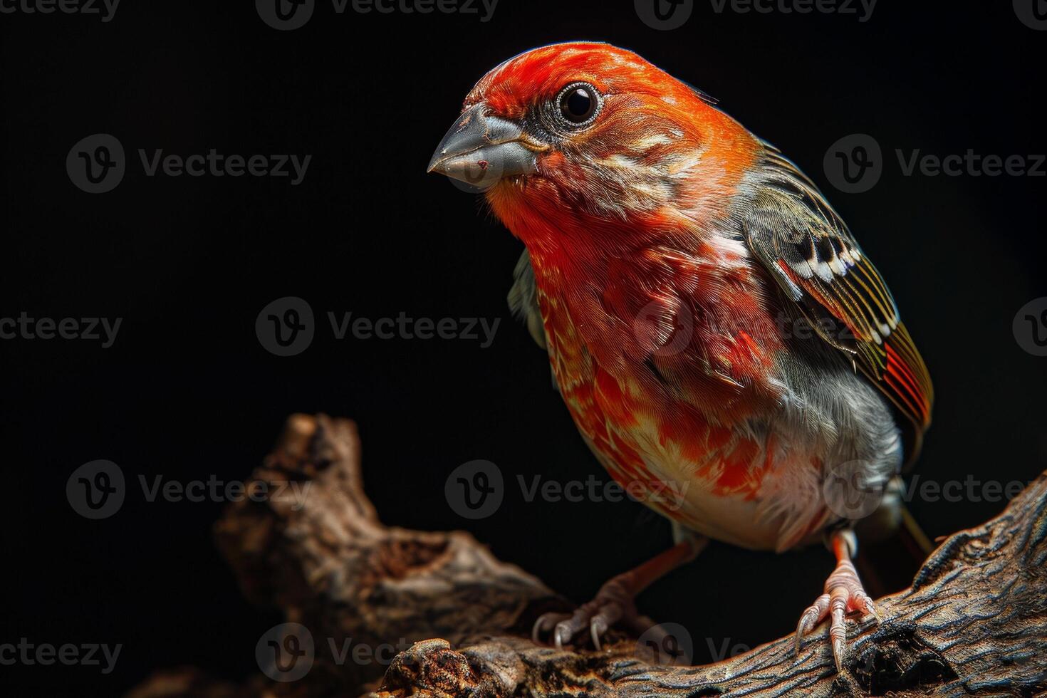 Red headed Finch bird on the rooted in studio isolated on black background photo