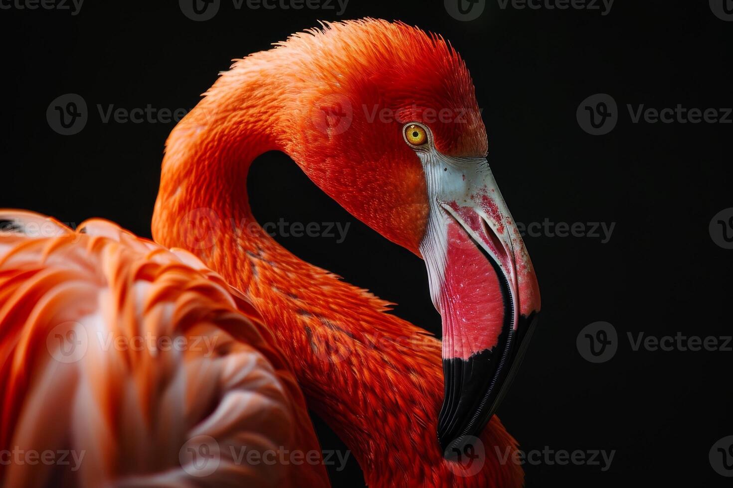 Caribbean Flamingo in studio isolated on white background photo