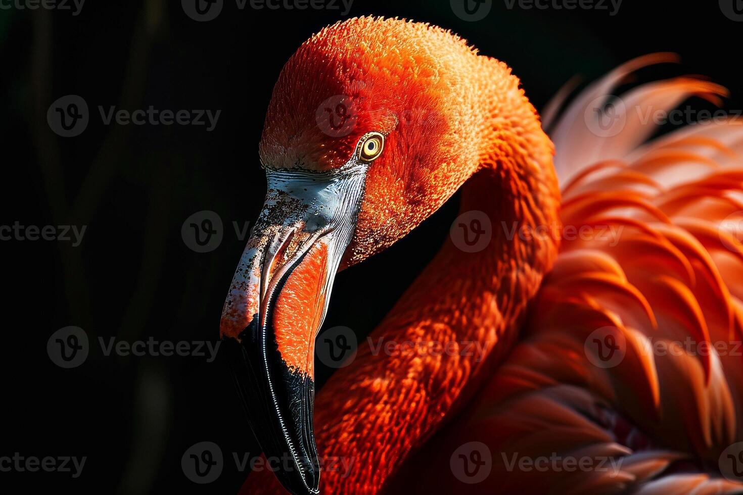 Caribbean Flamingo in studio isolated on white background photo