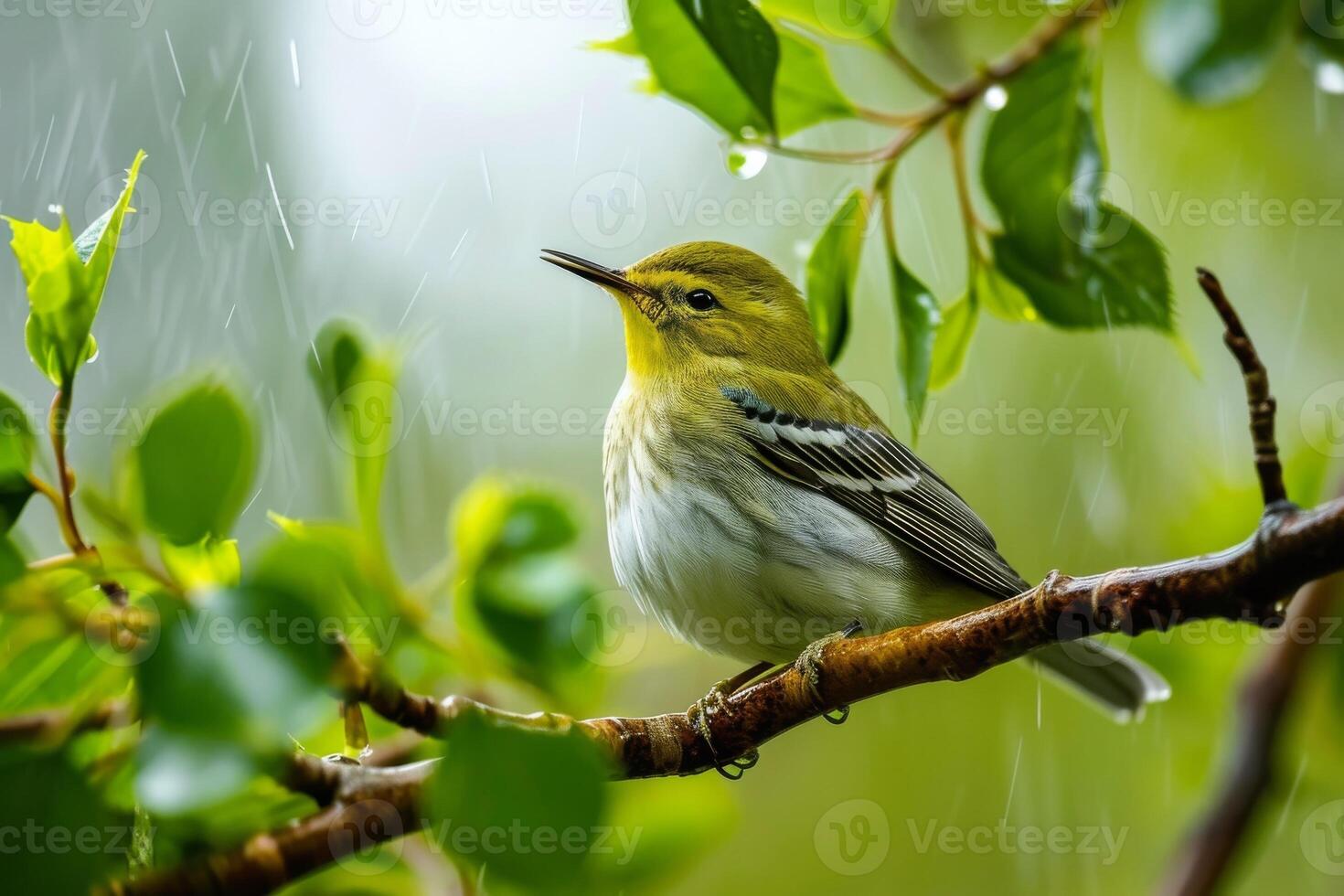 A Small Bird Perched on a Branch in the Rain photo