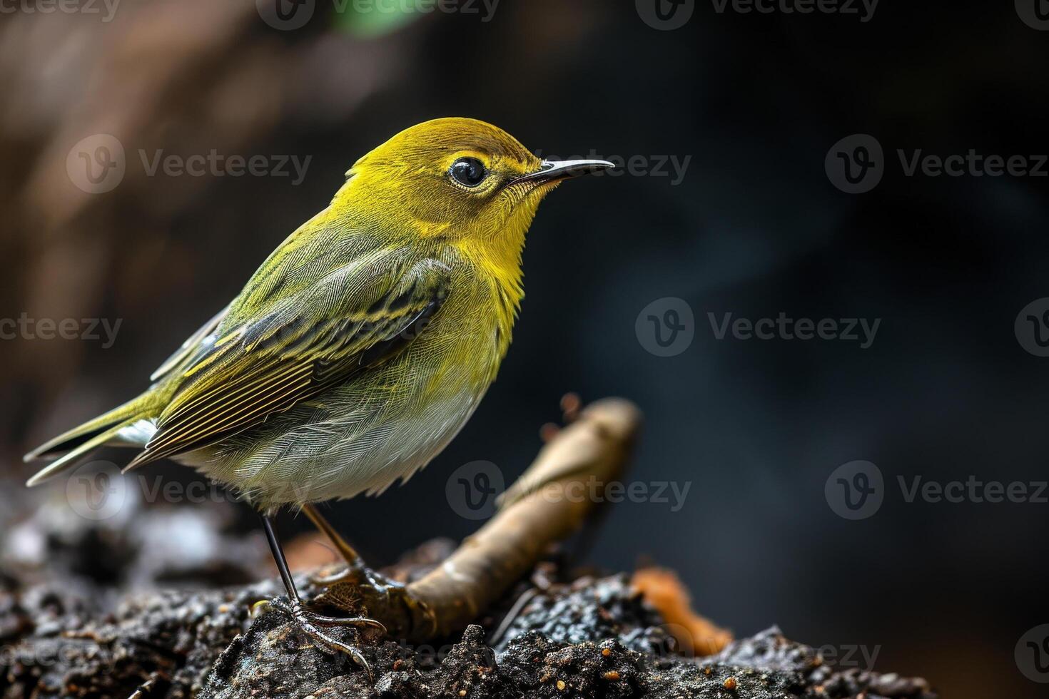 A Yellow Warbler Perched on a Branch with a Dark Background photo