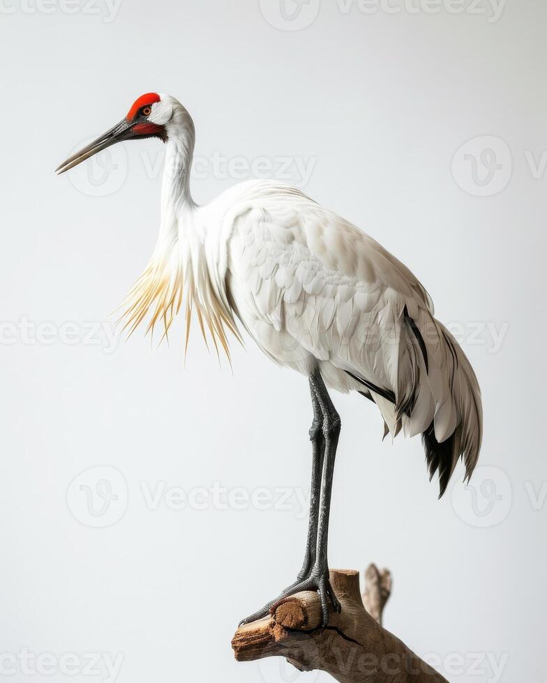 Siberian Crane bird on the rooted in studio isolated on white background photo