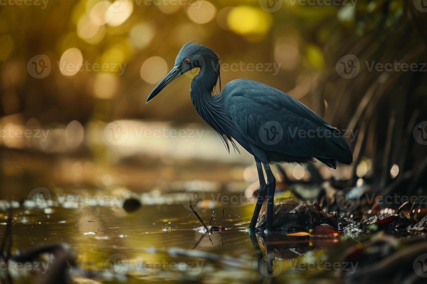 Little Blue Heron bird standing in the natural habitat photo