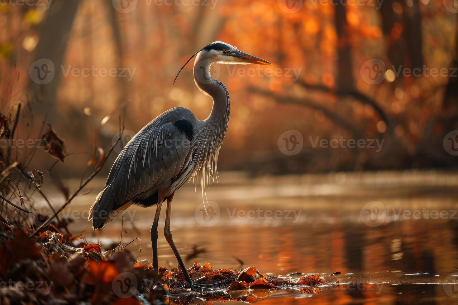 Great Blue Heron bird standing in the natural habitat photo