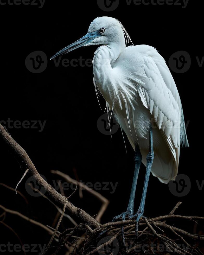Little Blue Heron bird standing on the rooted in studio isolated on black background photo