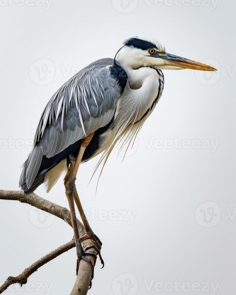 Grey Heron bird standing on the rooted in studio isolated on white background photo