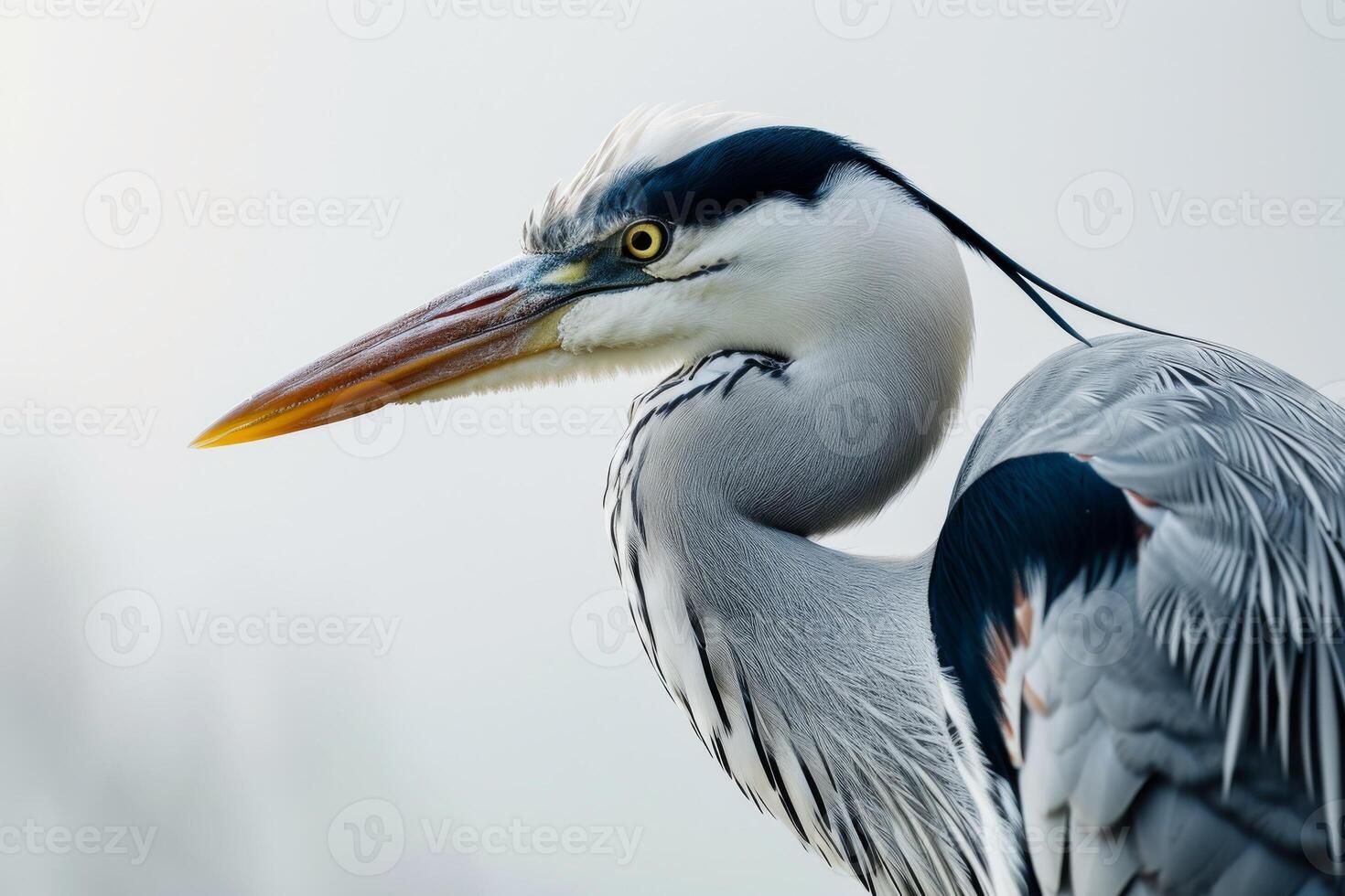 Grey heron bird in studio isolated on white background photo