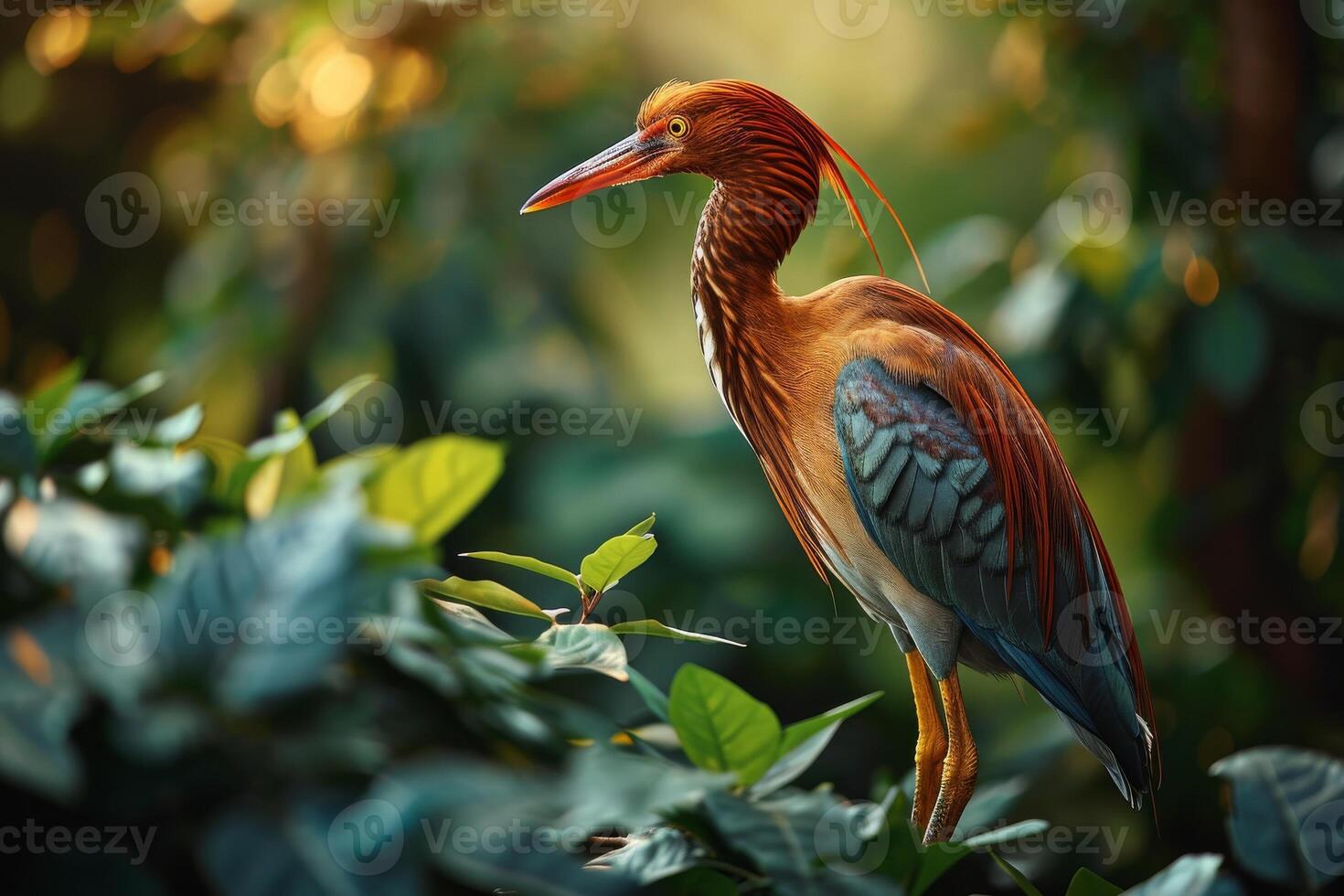 Red heron bird standing in the natural habitat photo