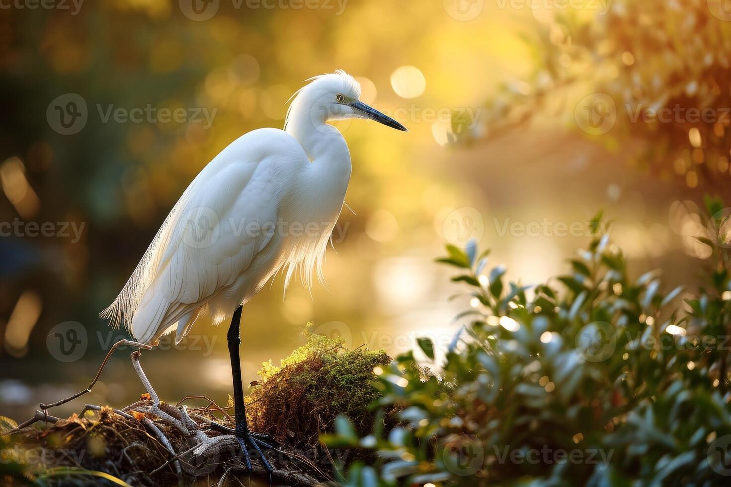 Little egret bird standing in the natural habitat photo