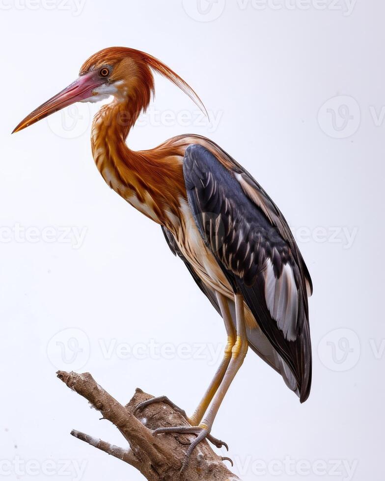 Red Heron bird standing on the rooted in studio isolated on white background photo