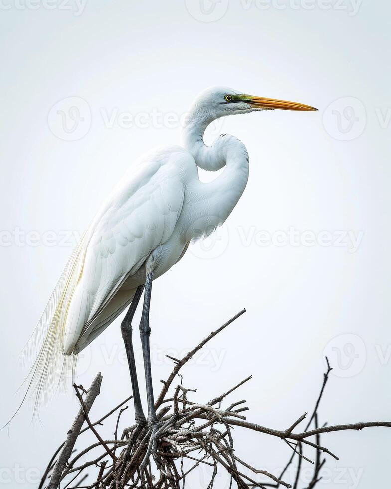 Great Egret bird standing on the rooted in studio isolated on white background photo