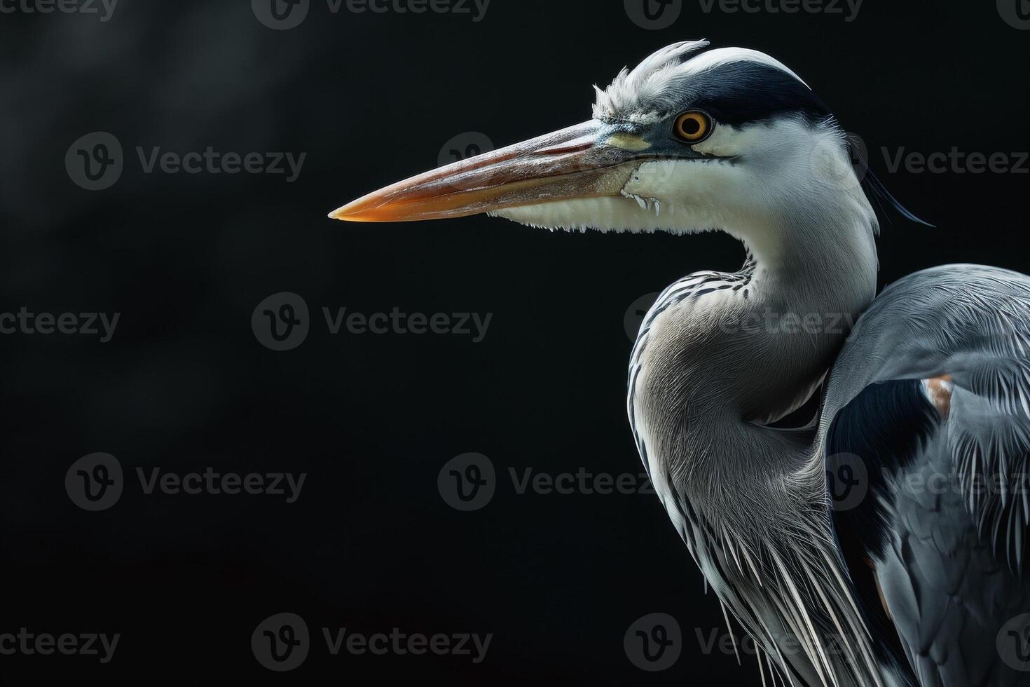 Grey Heron bird in studio isolated on black background photo