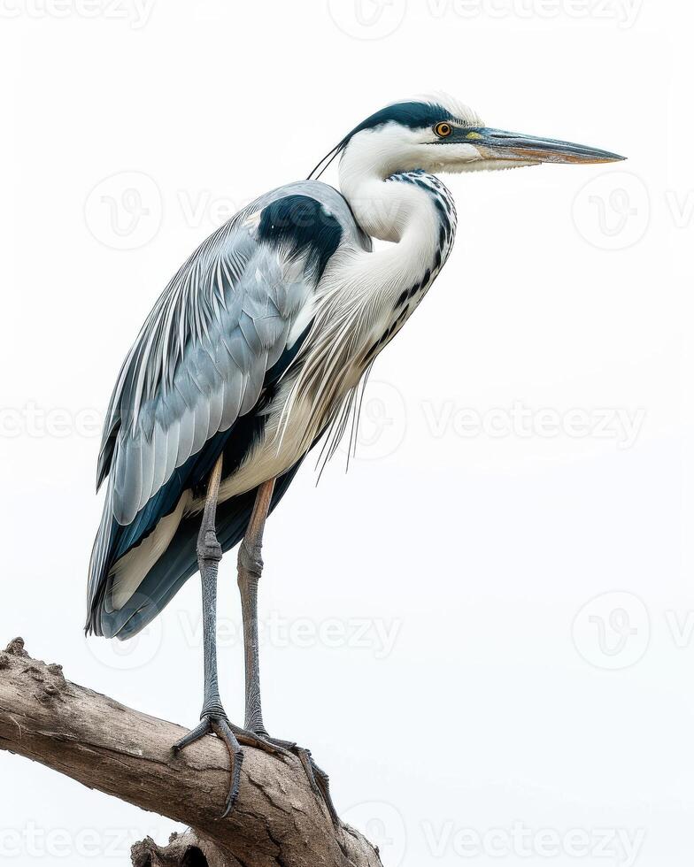 Grey Heron bird standing on the rooted in studio isolated on white background photo
