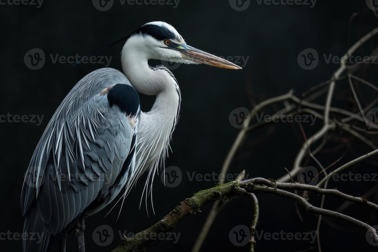 Grey Heron bird standing on the rooted in studio isolated on black background photo