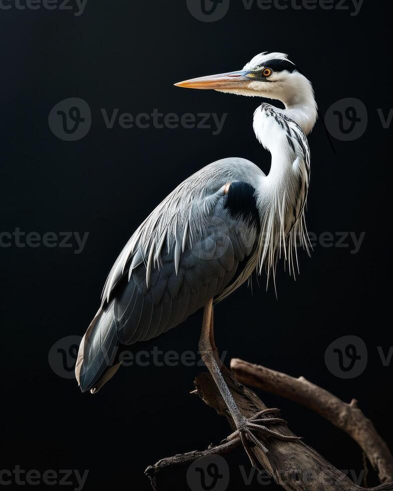 Grey Heron bird standing on the rooted in studio isolated on black background photo
