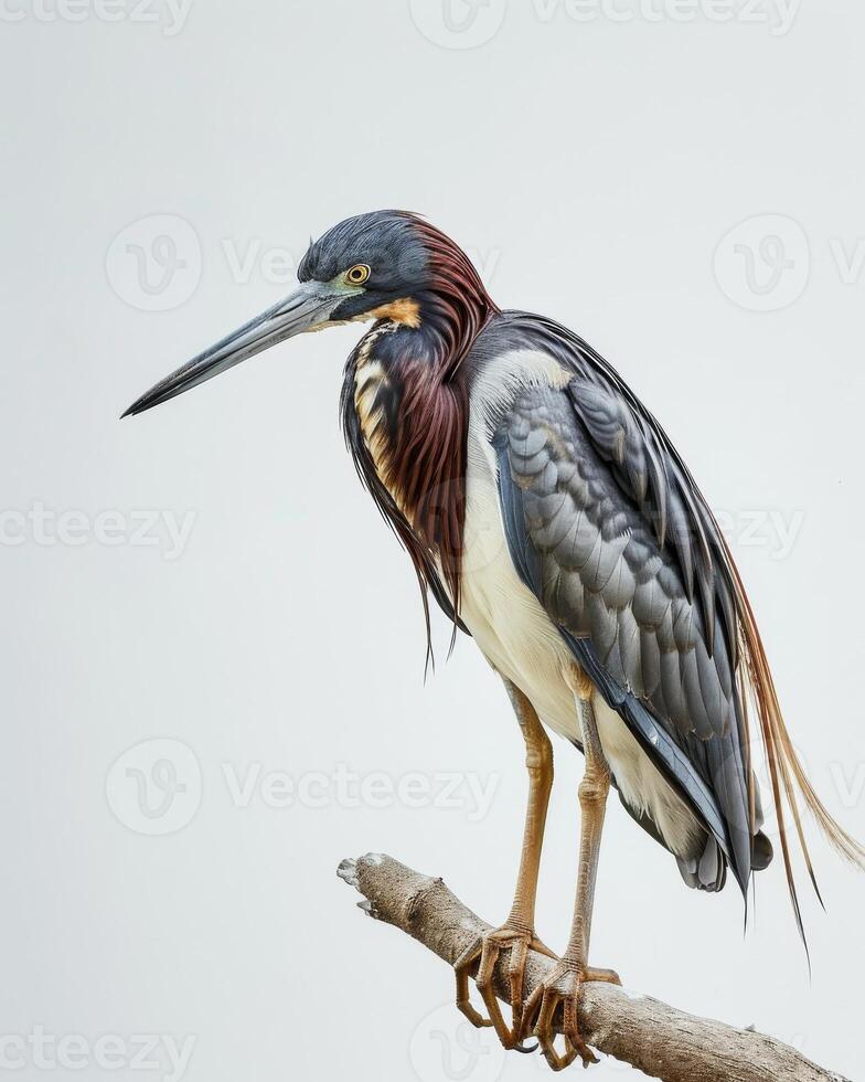 Tricolored Heron bird standing on the rooted in studio isolated on white background photo