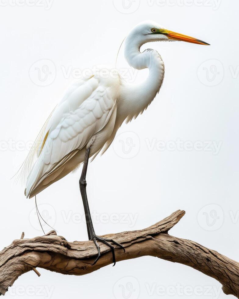 Great Egret bird standing on the rooted in studio isolated on white background photo