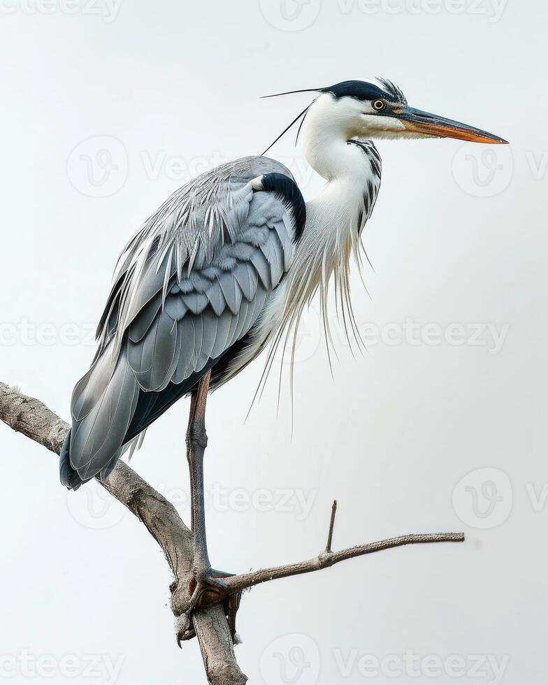 Cocoi Heron bird standing on the rooted in studio isolated on white background photo