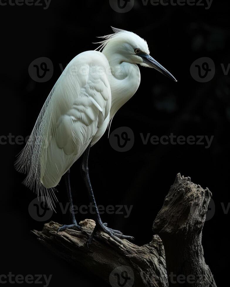 Little Egret bird standing on the rooted in studio isolated on black background photo