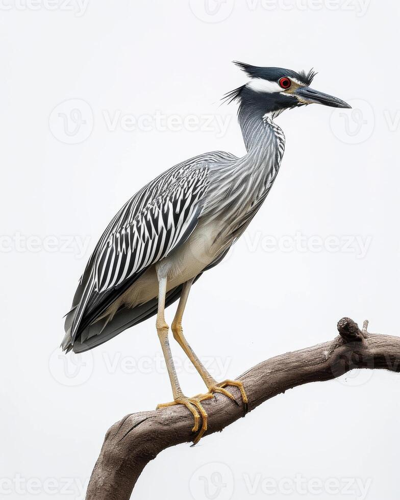 Yellow crowned Night Heron bird standing on the rooted in studio isolated on white background photo