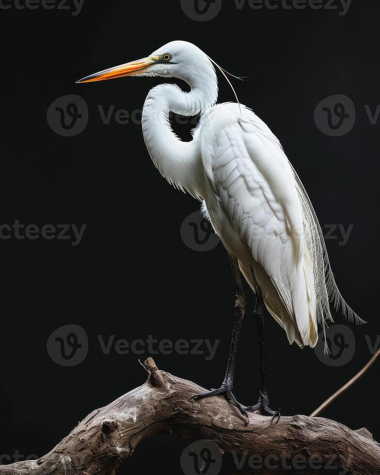 Great Egret bird standing on the rooted in studio isolated on black background photo