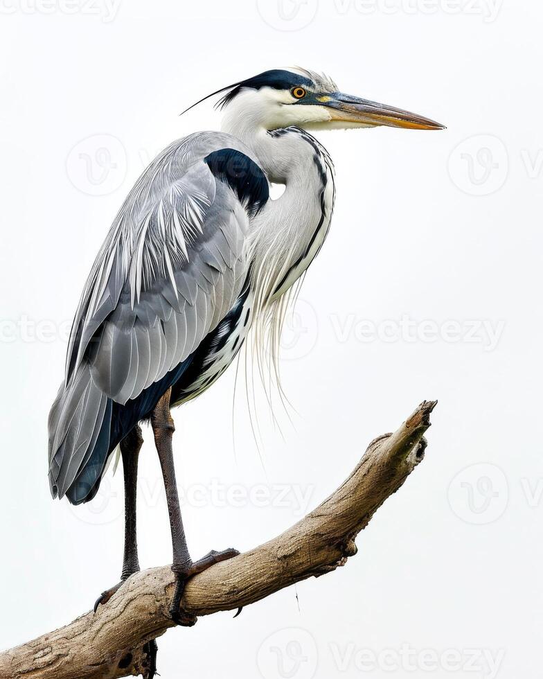 Grey heron bird standing on the rooted in studio isolated on white background photo