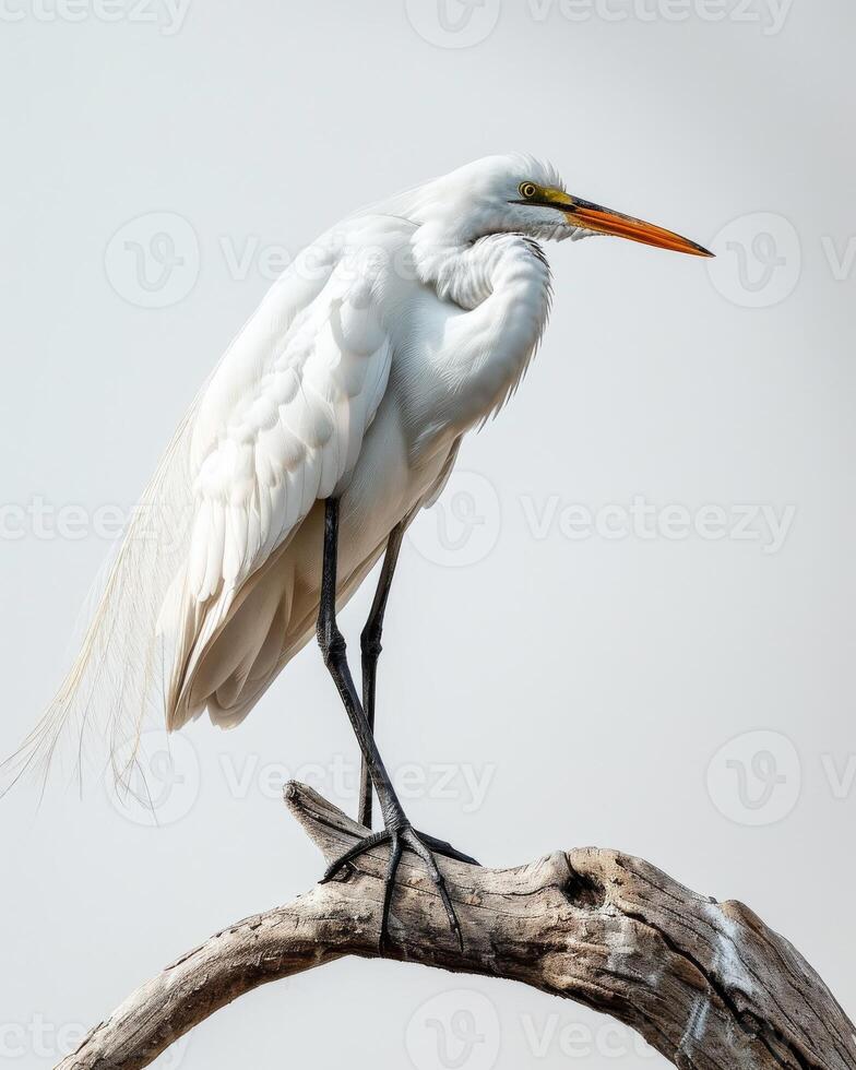 Great egret bird standing on the rooted in studio isolated on white background photo