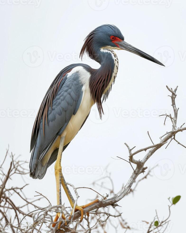Tricolored Heron bird standing on the rooted in studio isolated on white background photo