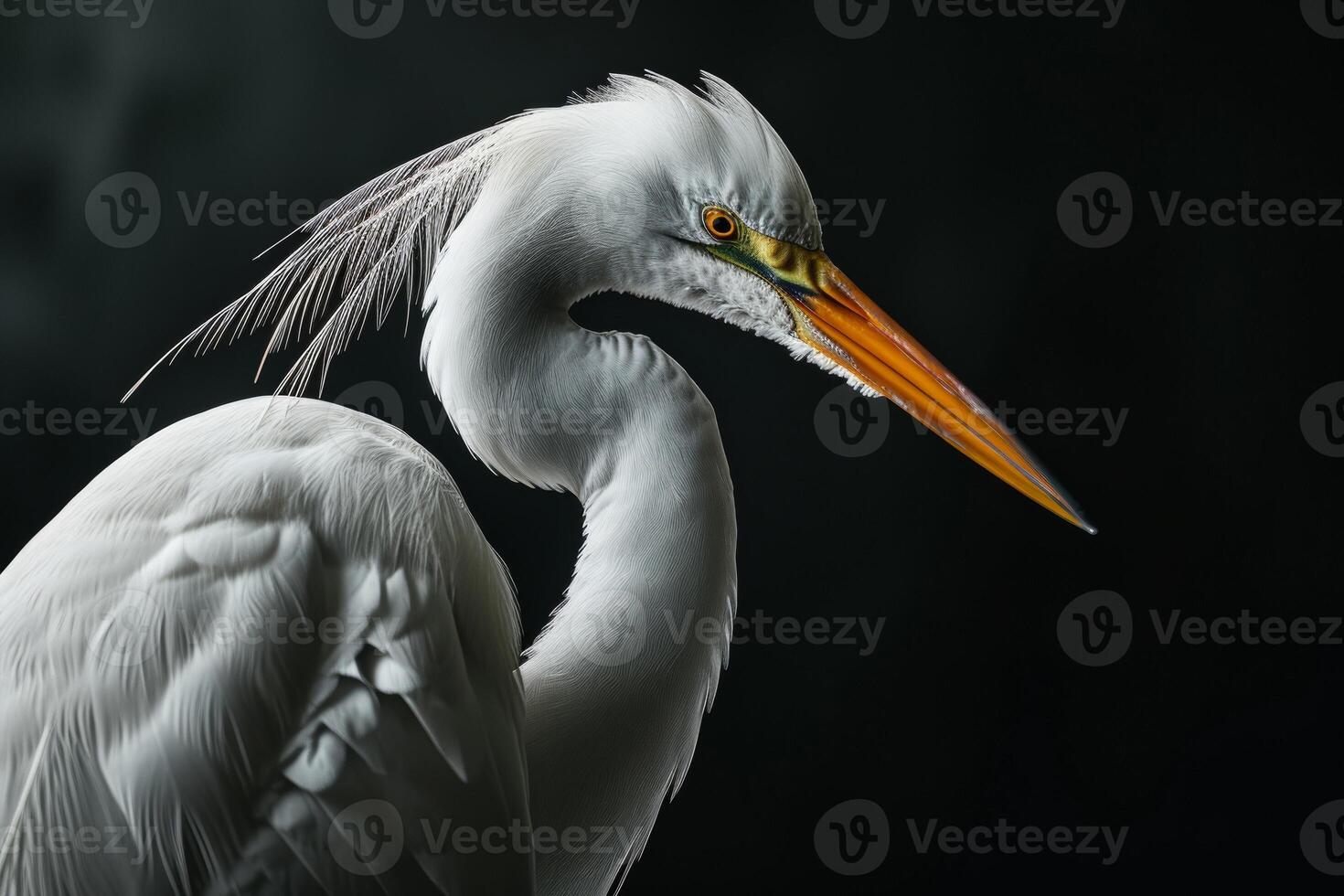 Great egret in studio isolated on black background photo
