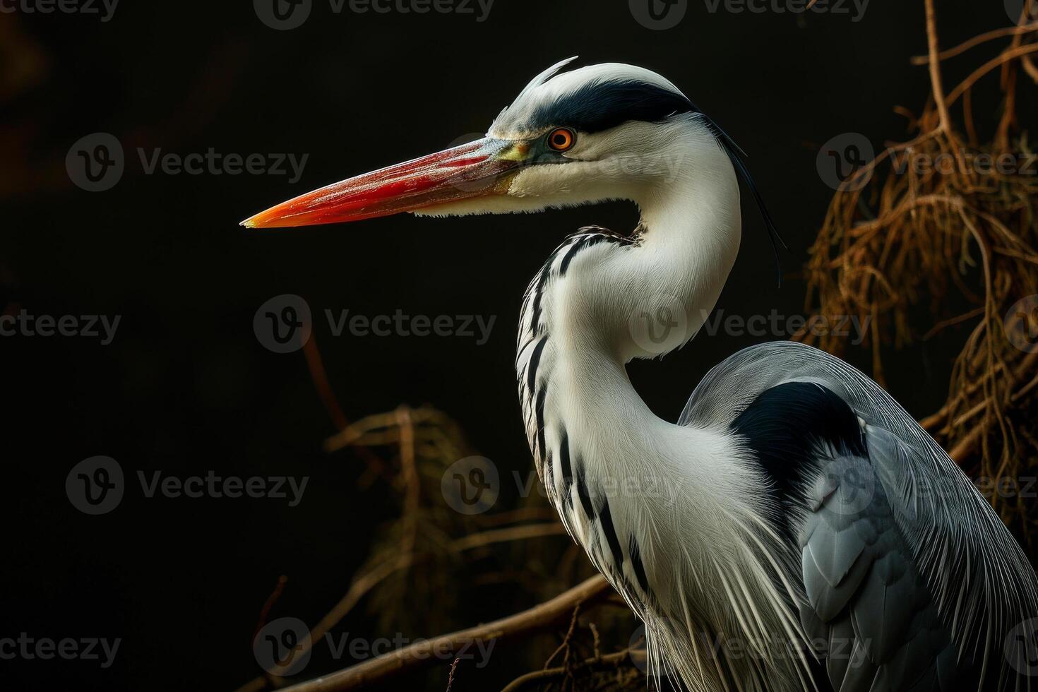 Grey heron standing on the rooted in studio isolated on black background photo