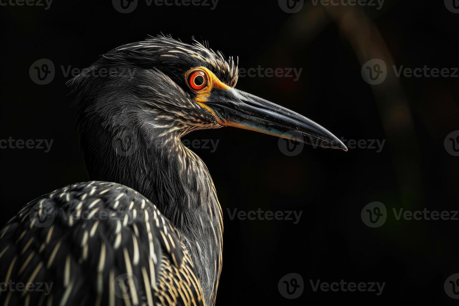 Yellow crowned Night Heron in studio isolated on black background photo