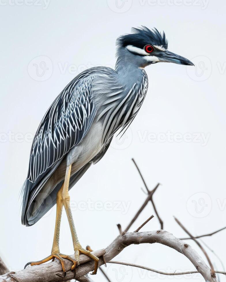 Yellow crowned night heron bird standing on the rooted in studio isolated on white background photo