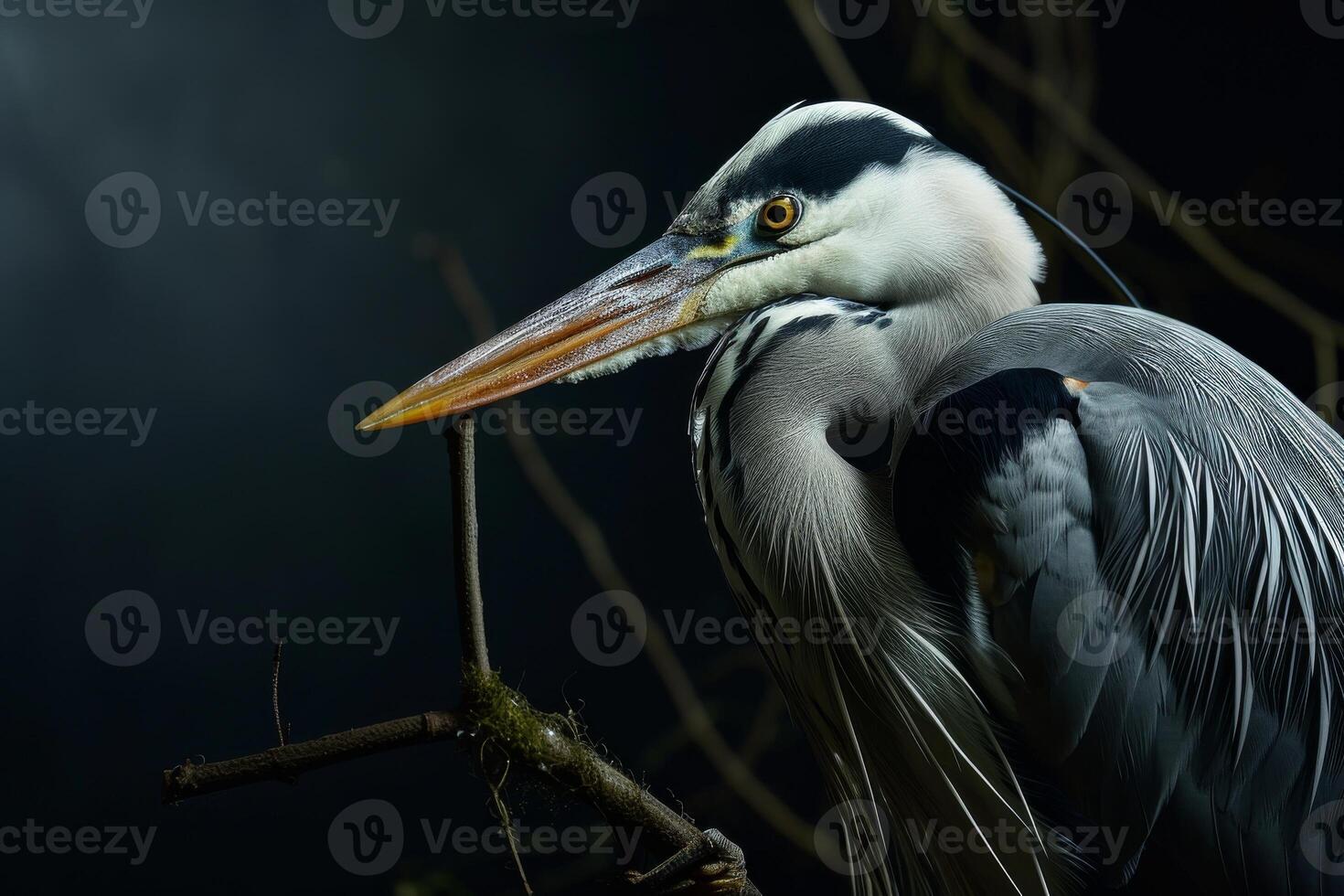 Grey Heron standing on the rooted in studio isolated on black background photo