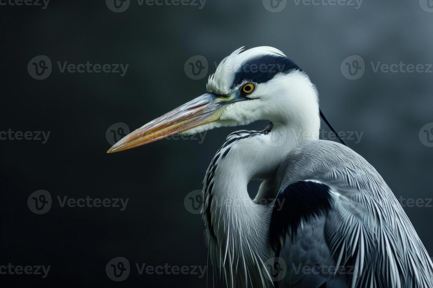 Grey heron bird in studio isolated on black background photo