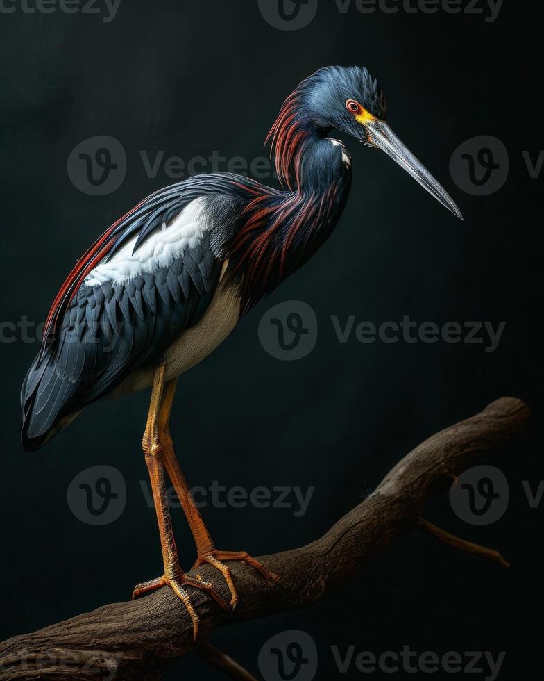 Tricolored Heron bird on the rooted in studio isolated on black background photo