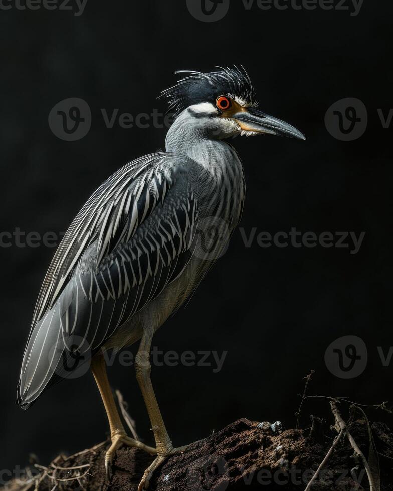 Yellow crowned Night Heron bird standing on the rooted in studio isolated on black background photo