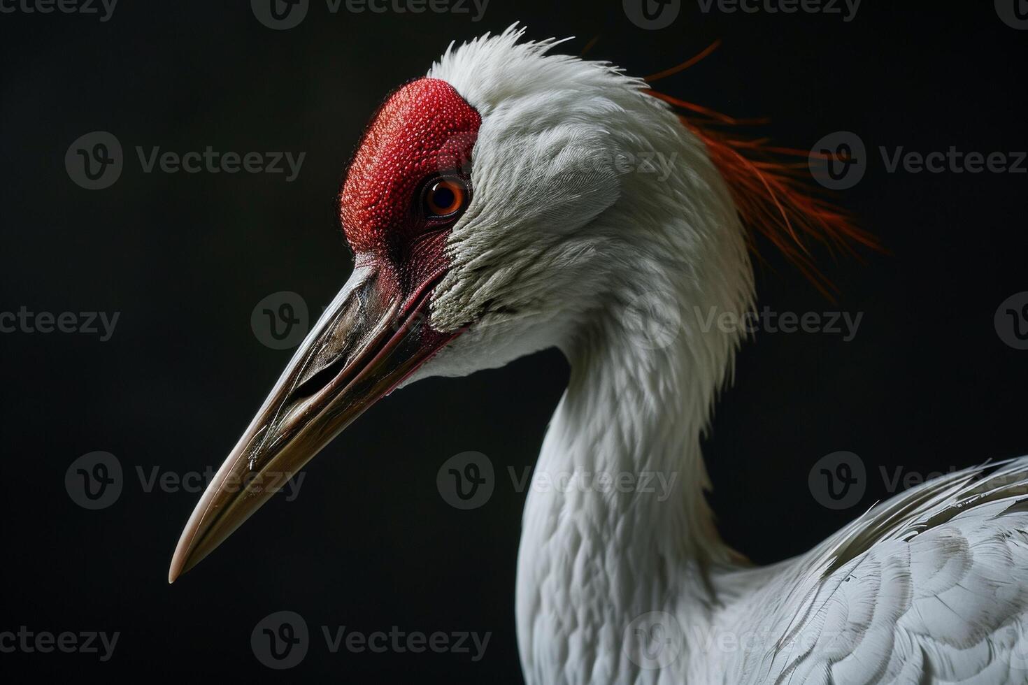 Siberian Crane in studio isolated on black background photo