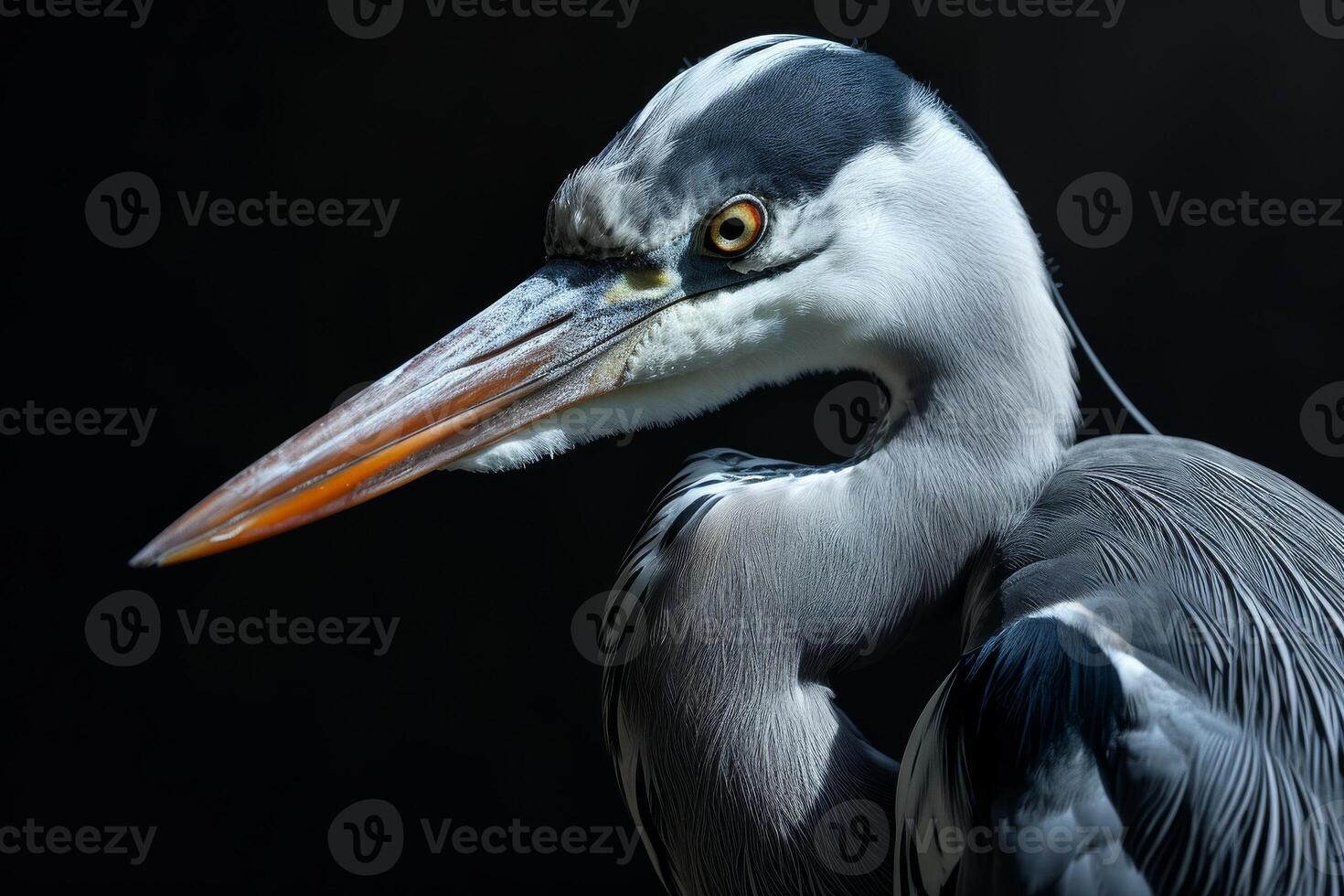 Grey Heron bird in studio isolated on black background photo