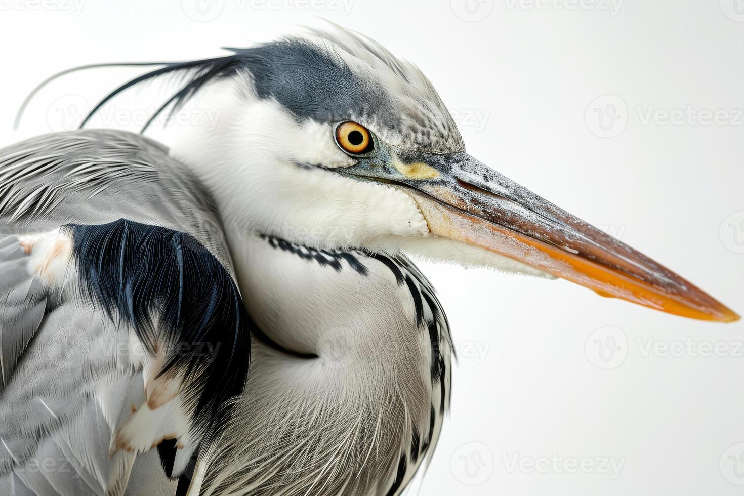 Grey Heron bird in studio isolated on white background photo