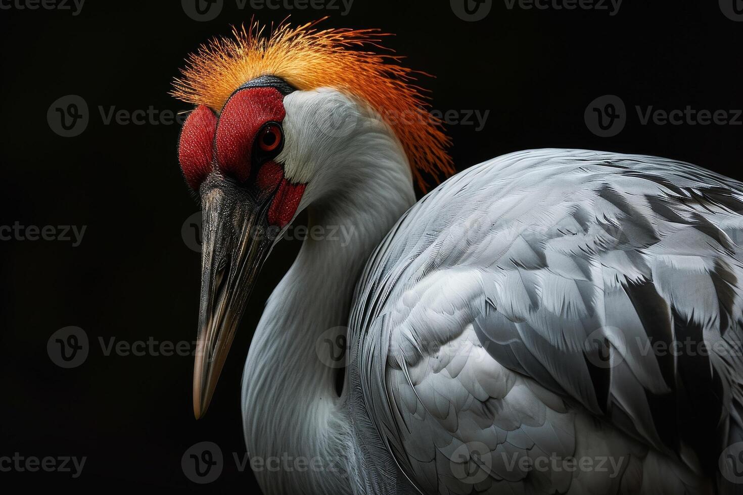 Siberian Crane bird in studio isolated on black background photo