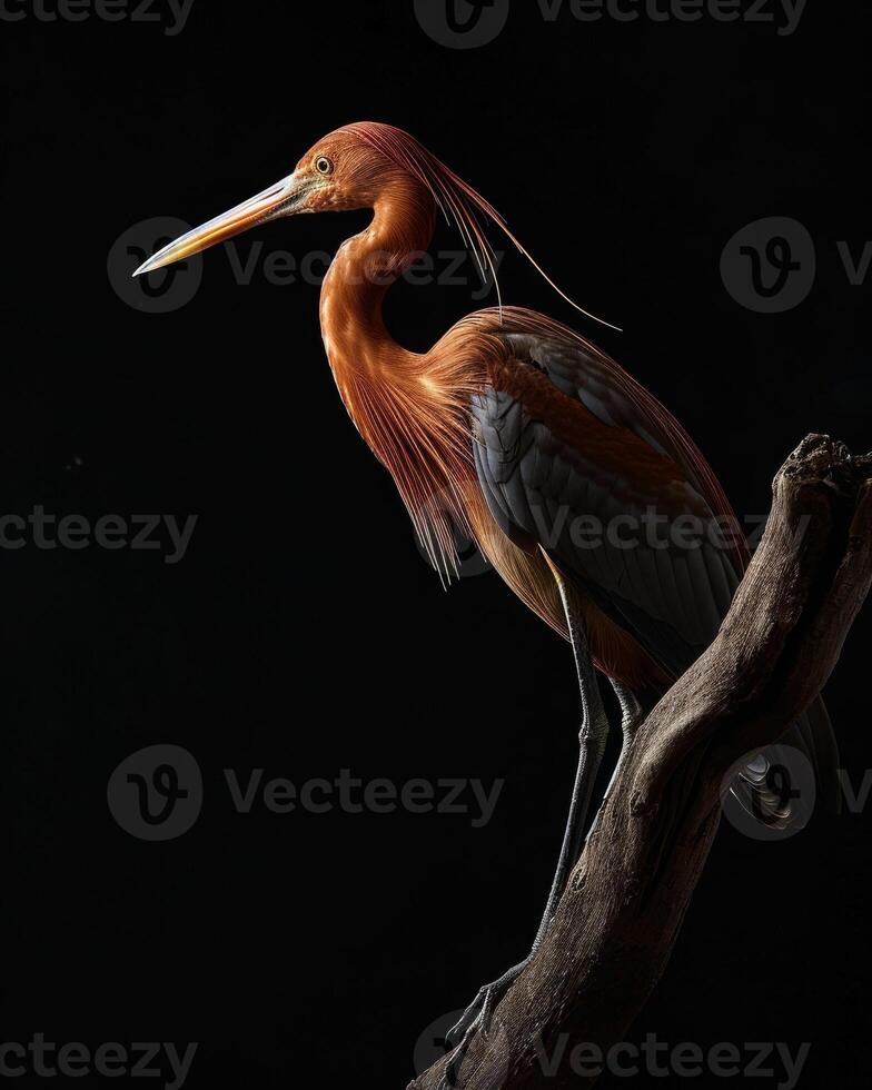 Red heron bird standing on the rooted in studio isolated on black background photo