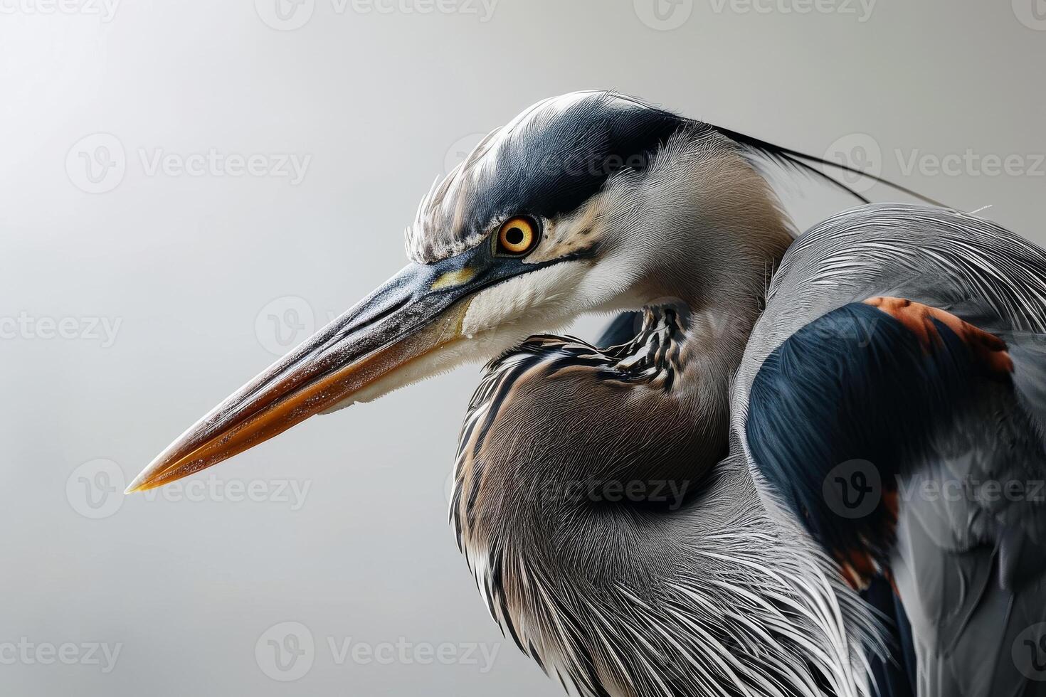 Great Blue Heron bird in studio isolated on white background photo