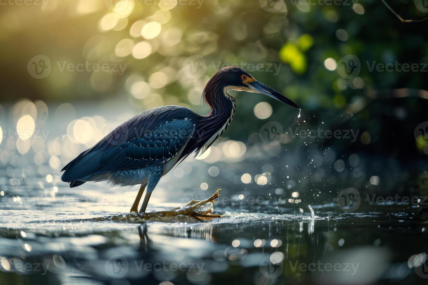 Tricolored Heron bird hunting fish in the natural habitat photo