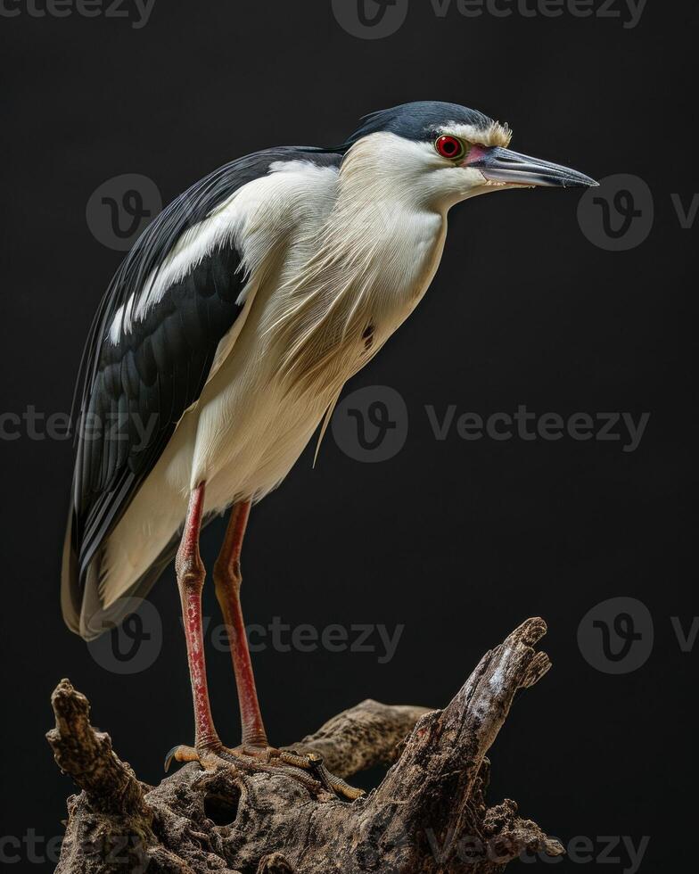 Black crowned Night Heron bird standing on the rooted in studio isolated on black background photo