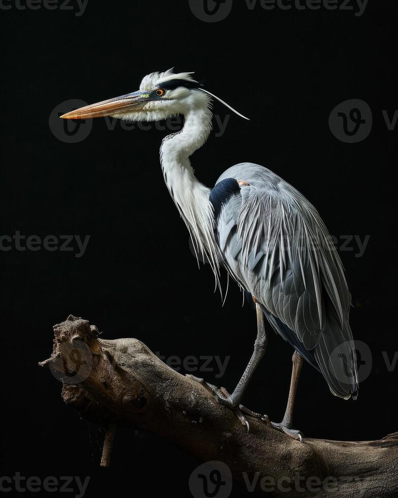 Cocoi Heron bird standing on the rooted in studio isolated on black background photo