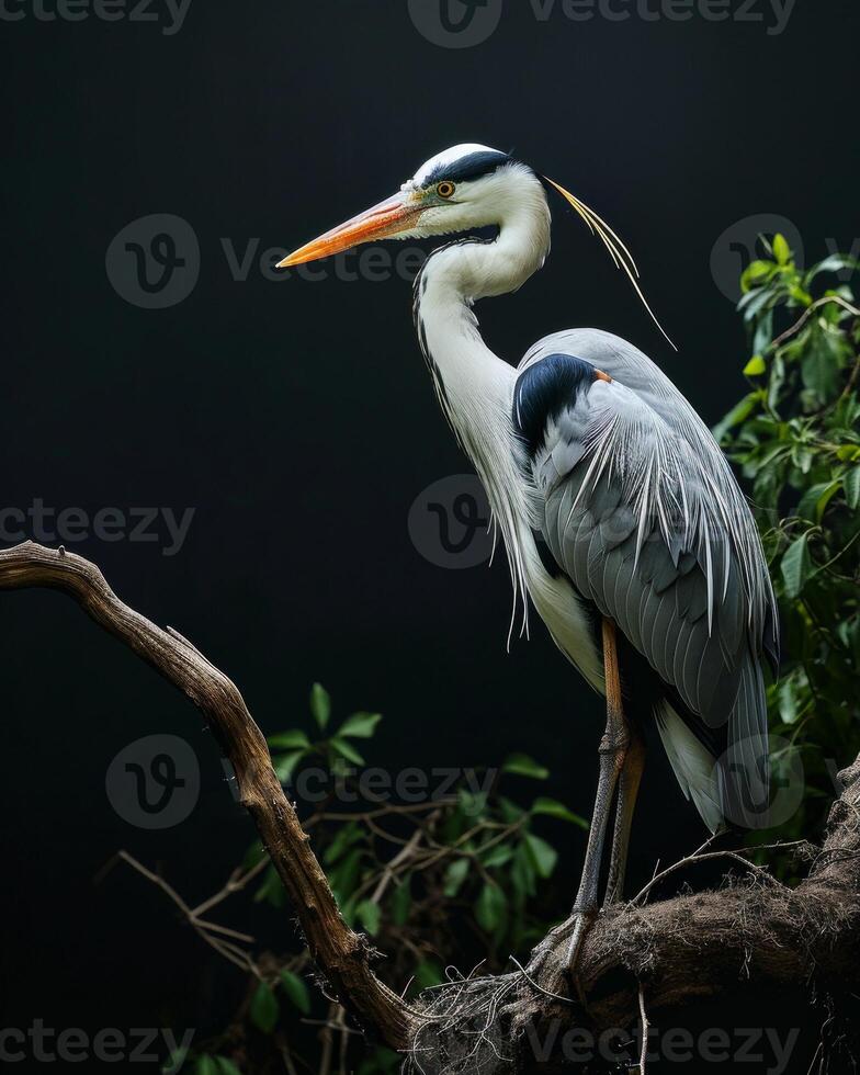 Cocoi Heron bird standing on the rooted in studio isolated on black background photo