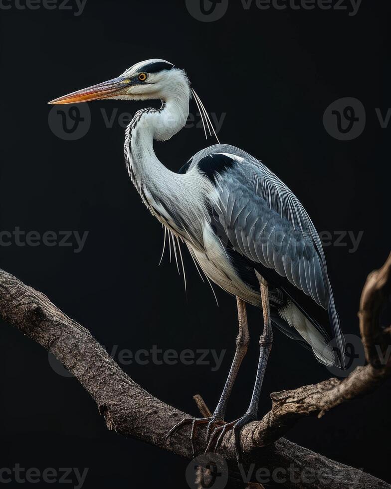 Grey Heron bird standing on the rooted in studio isolated on black background photo